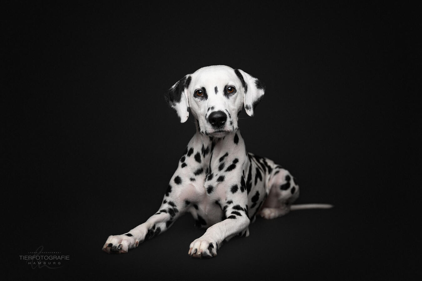 Dalmatian beauty