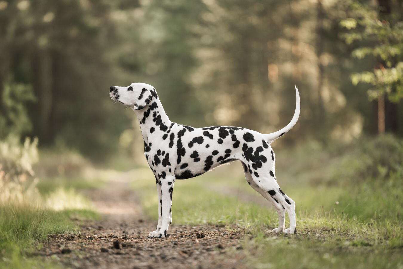 black/white Dalmatian
