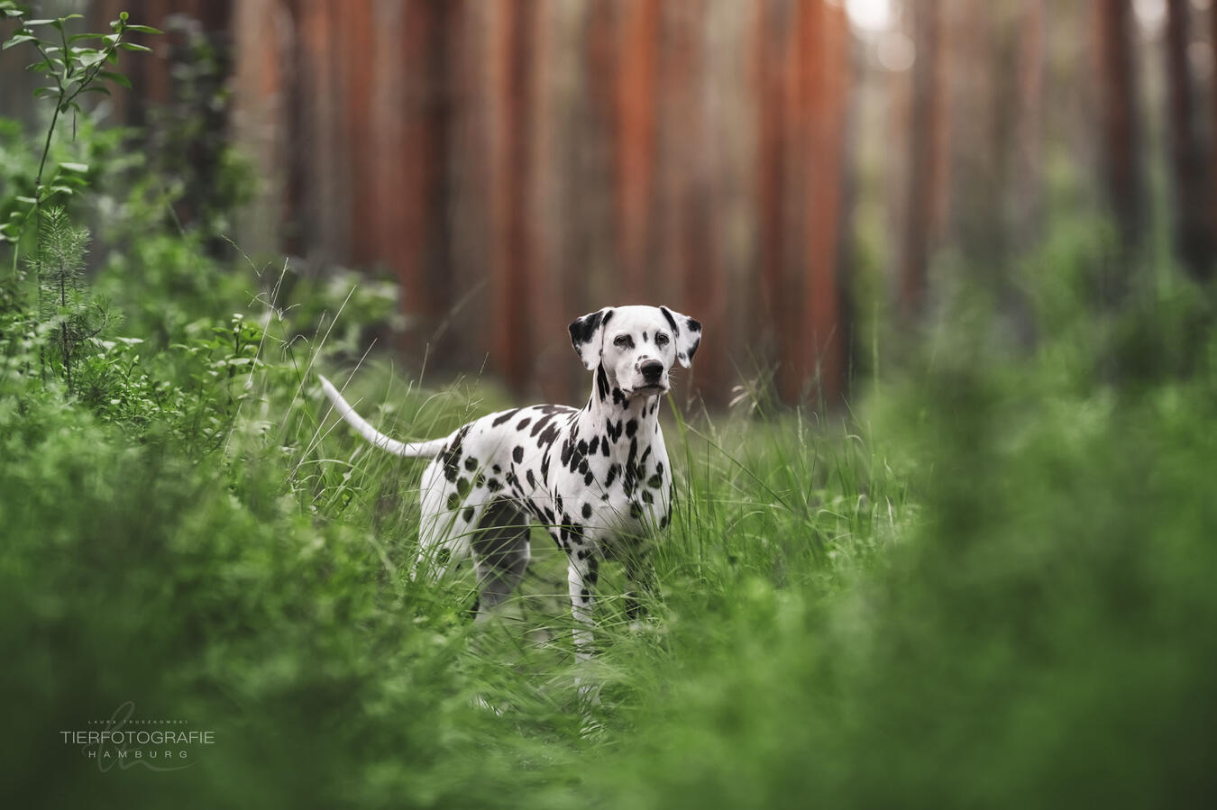 Dalmatian in forest