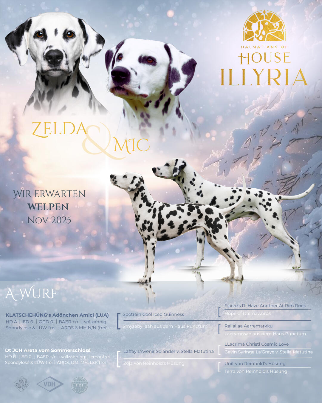 Wurfankündigung der Dalmatiner Areta vom Sommerschloss „Zelda“ und Klatschehüng’s Adönchen Amici „Mic“ für den A-Wurf von House Illyria
